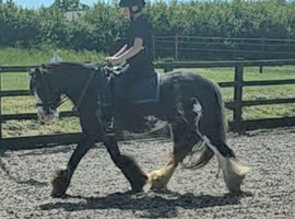 Lovely Family Pony