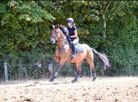 Wanted - Horse and ponies