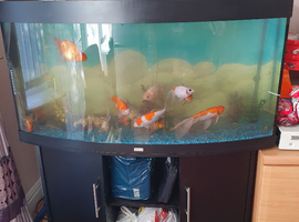 Goldfish