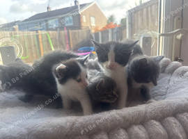 Beautiful fluffy mixed kittens