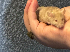 1 SIAMESE BOY & 1 FLUFFY CREAM BOY AVAILABLE