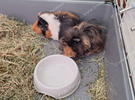 2x male bonded