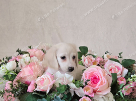 Rare Cream Longcoat Dachshund Puppies