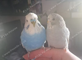 2 Male Budgies, Large Cage+Stand, Accessories