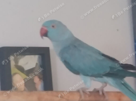 Blue female indian ringneck