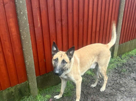 Malinois Stud