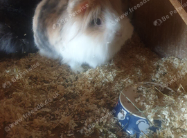 2 lion head boy rabbits