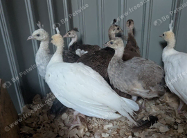 Beautiful peachicks for sale