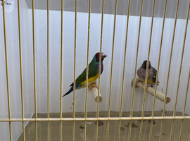 Pair of Gouldian Finches For Sale