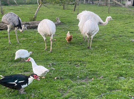 Rhea eggs for sale