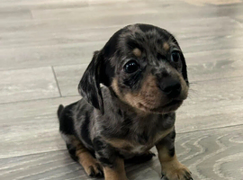 Cute chiweenie boys