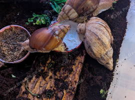 Giant African land snail