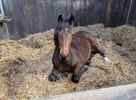 Looking for sole use yard for 5 horses