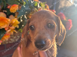 Dapple dachshund boy puppy