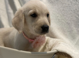 Goldador Puppies for sale