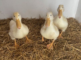 Ducklings due on April 30th. Indian Runners and Cherry Valleys - none available. Please contact me if you would like ducklings later this year
