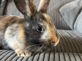 5 Lop cross Rex Babies