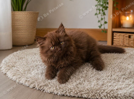 Beautiful Chocolate British Shorthair Kittens | GCCF Registered