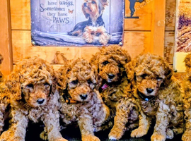 MINIATURE POODLE PUPPIES
