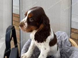Cocker Spaniel Boy Seeking Forever Home.