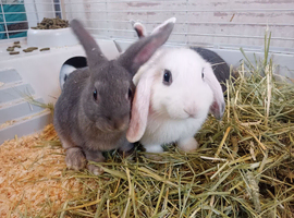 Baby English Lop rabbits