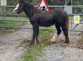 Yearling filly
