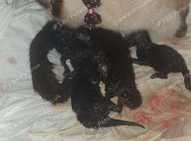 Kittens ready for new homes