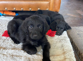 F1 Labradoodles