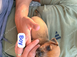 Jack Russell puppies 1 boy laft now ready to go
