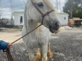 13.2/3 flea bitten 13 year old mare