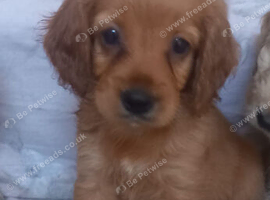 F1b cockapoo puppies