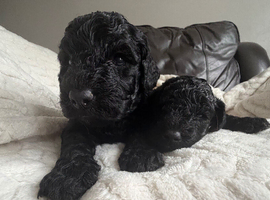 Black Cockapoo Pups