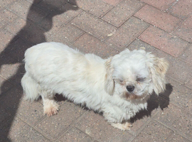 3yr old boy shih tzu  for sale