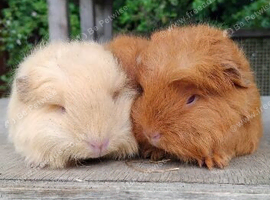 Young guinea pigs looking for homes