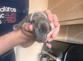 Amazing blue/fawn Italian greyhound puppies