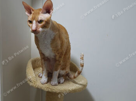 Available for adoption