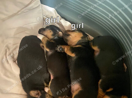 JACK RUSSELL x PINSCHER