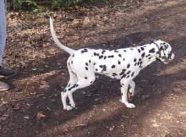 Stunning Dalmatian Dog for sale