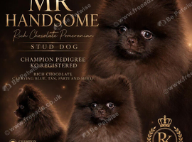 STUD RICH CHOCOLATE KC POM