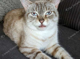 Ragdoll X Snow Lynx Bengal