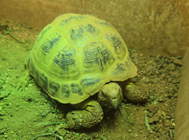 6yr old Horsfield Tortoise and full set up for sale