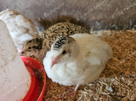 POL Coturnix Quail Hens Mixed Colours