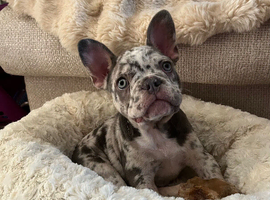 Beautiful Frenchie pups