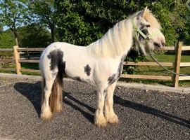 Project mare