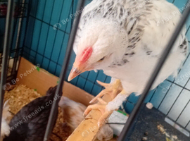 Mixed breed chicken