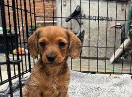 1 female Daxipoo left