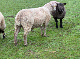 Charollais x Texel shearling ram