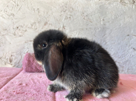 Pure mini lop