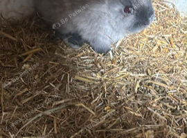 Selection of Netherland dwarf