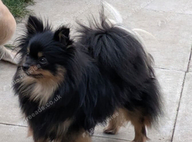 KC registered Pomeranian bitch